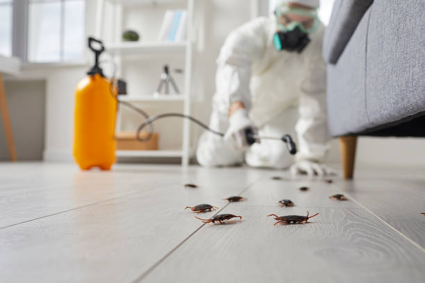 Commercial Kitchen Cockroach Control in Springdale
